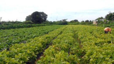 camara-aprova-politica-que-estimula-permanencia-de-jovens-no-campo