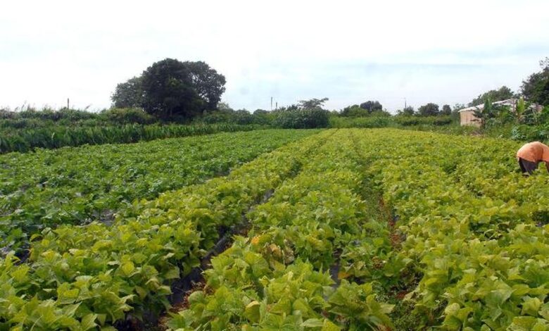 camara-aprova-politica-que-estimula-permanencia-de-jovens-no-campo