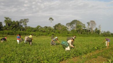cmn-reduz-para-r$-200-mil-limite-de-enquadramento-no-proagro