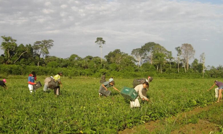 cmn-reduz-para-r$-200-mil-limite-de-enquadramento-no-proagro