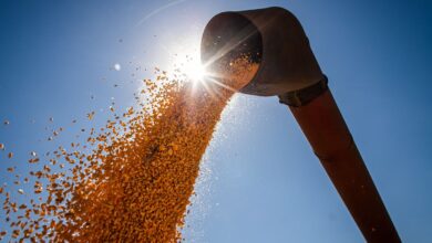 brasil-podera-ter-novo-recorde-na-producao-de-graos-na-safra-2024/2025
