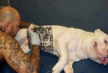 governo-sanciona-lei-que-proibe-tatuagens e-piercings em-caes e-gatos