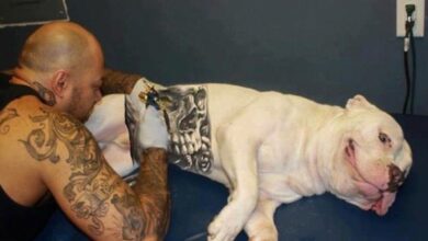 governo-sanciona-lei-que-proibe-tatuagens e-piercings em-caes e-gatos
